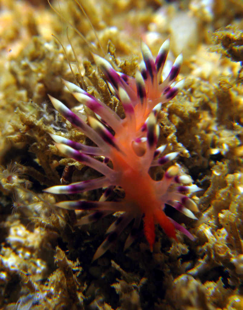 Flabellina pedata